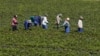 FILE - Workers pick strawberries at a farm near Stellenbosch, South Africa, Nov. 13, 2015.