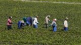 Farma sul-africana (foto de arquivo) 