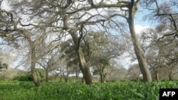 UN Says Food Production Must Rise; How 'Fertilizer Trees' Could Help