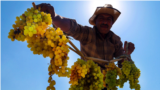 <div>برداشت انگور از تاکستان های خراسان شمالی<br />
عکس: پیمان حمیدی پور</div>
