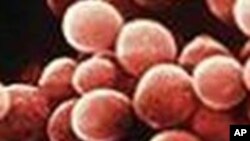 นักวิจัยกรีซพบอาวุธใหม่ ที่สามารถต่อสู้กับเชื้อโรคเมอร์ซ่า (MRSA) ได้