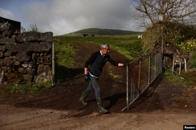 Man opens his farm gate to milk the cows on Sao Jorge island