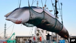 Japan Whaling