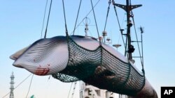 Japón dice que se está yendo de la Comisión Ballenera Internacional para reanudar las cacerías comerciales, pero dice que ya no irá a la Antártida para cazar. 