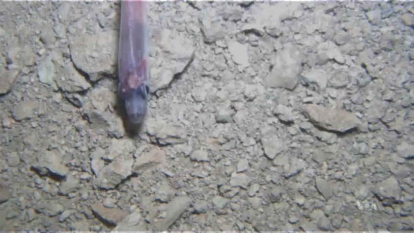 Deep Under Antarctic Ice Sheet, Life!