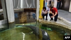 Deputy Head of Mission from the French Embassy in Singapore Laurence Beau (L) and group CEO of Mandai Park Holdings Mike Barclay (R) feed a West Indian manatee with vegetables during a farewell ceremony at the River Safari theme park in Singapore, Aug. 7, 2016.