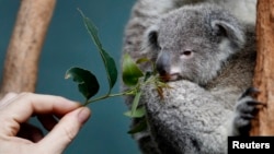 FILE - A zookeeper offers eucalyptus leaves to a Koala joey named 'Boonda' in his enclosure at Wildlife World in Sydney, Australia, June 28, 2011. 