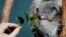 FILE - A zookeeper offers eucalyptus leaves to a Koala joey named 'Boonda' in his enclosure at Wildlife World in Sydney, Australia, June 28, 2011. 