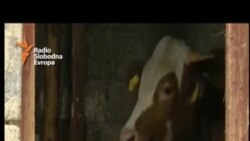 RFE: Vrijeme teče, štete veće