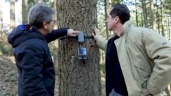 Scientists Tune In to Trees to Monitor Planet's Health