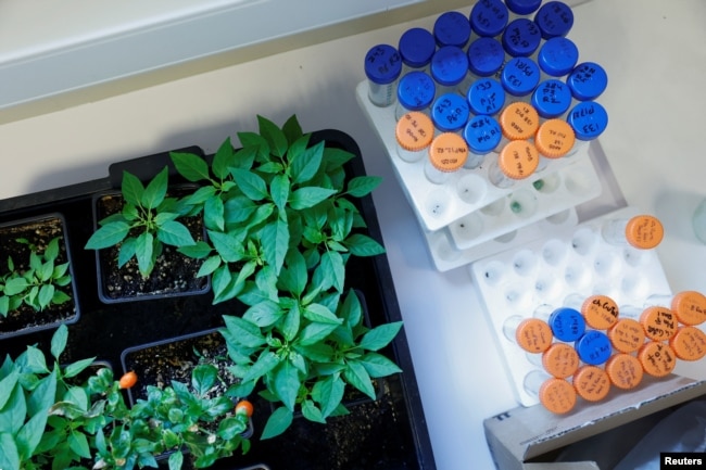 Wine grape plants grow next to sample tubes at the Vine and Wine Research Institute (ICVV) in Logrono, Spain, October 5, 2022. (REUTERS/Vincent West)