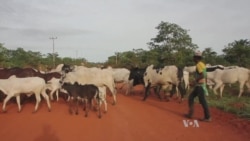 Armed Herders' Raids Spur Crackdown Pledge in Nigeria