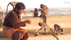 Fruit Vendors Feed 1,000 Hungry Monkeys Amid Lockdown in India 