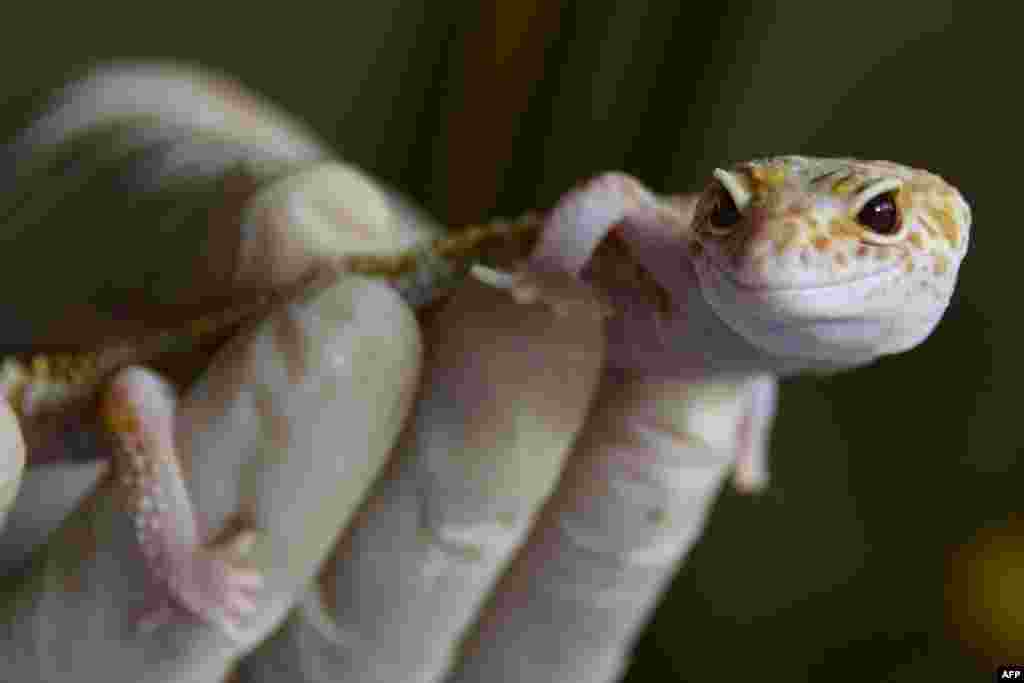 An albino leopard gecko is seen handled by a nature conservation agency officer after it and several other geckos were handed over by an exotic pet keeper in Banda Aceh, Indonesia.