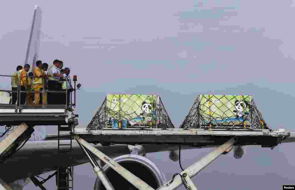 Giant pandas from China, Feng Yi (female) and Fu Wa (male) arrive inside their cages at the MASkargo Complex in Sepang, outside Kuala Lumpur, Malaysia. Pandas were on a 10-year loan to commemorate the 40th anniversary of diplomatic ties between the two countries, local media said.