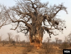 A tree devoured by elephants in the Save Valley Conservancy, southeast Zimbabwe. (C. Mavhunga for VOA)