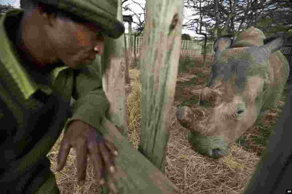 Le gardien Zacharie Mutai apporte du foin à manger pour rhinocéros blanc du nord, femelle, Fatu, dans son enclos à l&#39;Ol Pejeta Conservancy au Kenya.