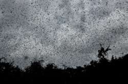 Swarms of desert locusts fly above trees in Katitika village, Kitui county, Kenya, Jan. 24, 2020.