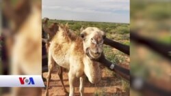 Qubanaha Maanta, Dec. 08, 2019