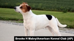 This image provided by the American Kennel Club shows a Danish-Swedish Farmdog, the latest dog in the American Kennel Club's lineup of recognized breeds. 