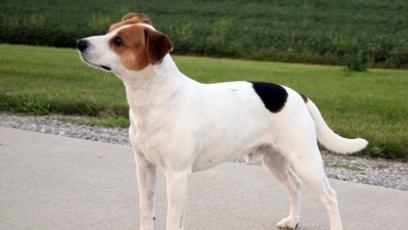 Danish-Swedish Farmdog Is American Kennel Club’s Newest Breed