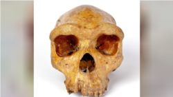 The Broken Hill skull, Homo heidelbergensis, a fossil of an extinct human species found in Zambia in 1921, is seen in this undated image provided to Reuters on March 31, 2020. Kevin Webb/NHM Image Resources/The Trustees of the Natural History Museum in Lo