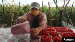 A fruit picker sorts fresh raspberries at a farm owned by Driscoll’s as the outbreak of the coronavirus continues in Zapotlan el Grande, in Jalisco state, Mexico. (REUTERS/Fernando Carranza)