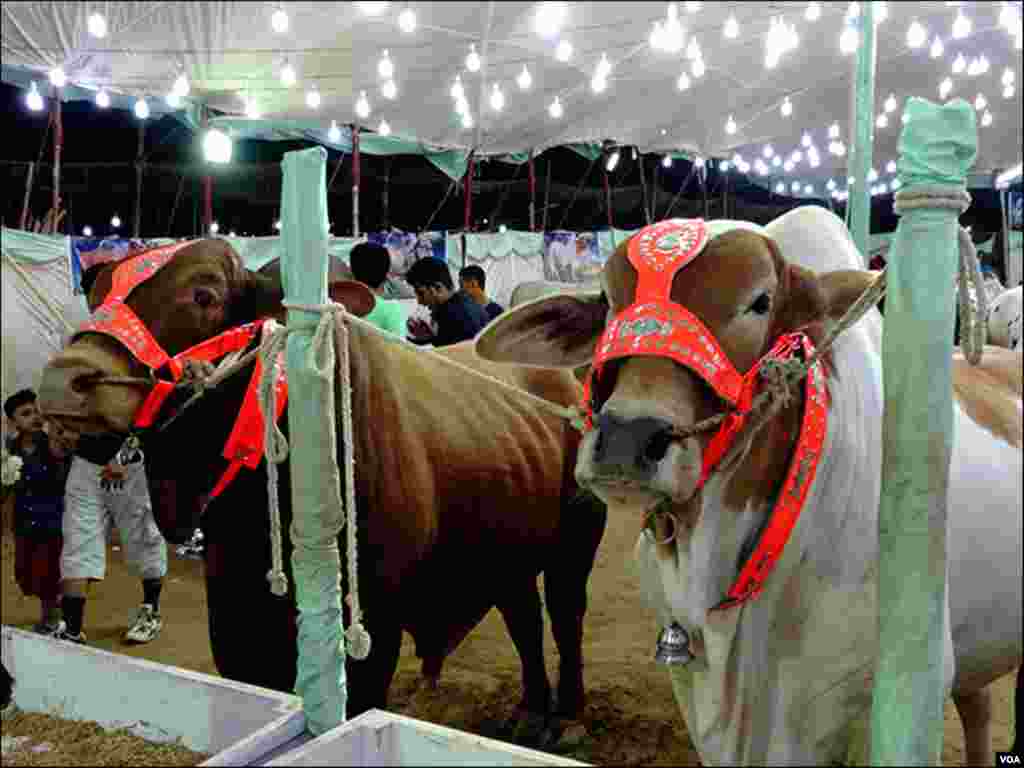 مویشی منڈی میں اعلیٰ نسل کے جانوروں کے متعدد اسٹال موجود ہیں