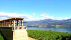 راز تاکستان های آرام و بی دغدغه ونکوور