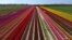 This picture shows an aerial view of a tulip field as the sun shines in Korschenbroich, western Germany, on April 18, 2019.