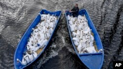 Olaf Niess ramène des cygnes vers leur abris hivernal. Hambourg, Allemagne, 19 novembre 2019. (Axel Heimken/dpa via AP)