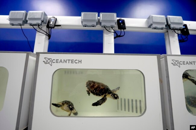 Sea turtles swim at a tank inside the Marine Rehabilitation center of the Abu Dhabi National Aquarium in Abu Dhabi, United Arab Emirates on June 13, 2023. (AP Photo/Kamran Jebreili)