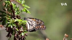 Monarch Butterfly Project -- USAGM