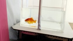 Quiz - Israeli Researchers Teach Goldfish to Drive Robotic Car