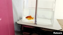 A goldfish navigates on land using a fish-operated vehicle developed by a research team at Ben-Gurion University in Beersheba, Israel, January 6, 2022. Picture taken January 6, 2022. (REUTERS/Ronen Zvulun)