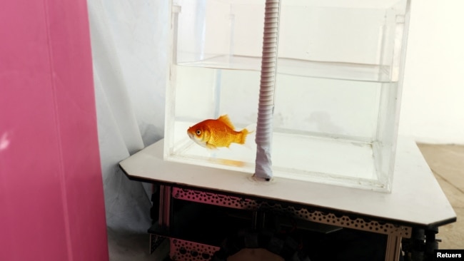 A goldfish navigates on land using a fish-operated vehicle developed by a research team at Ben-Gurion University in Beersheba, Israel, January 6, 2022. Picture taken January 6, 2022. (REUTERS/Ronen Zvulun)