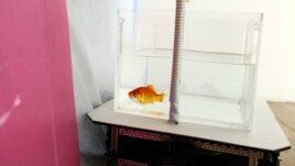 A goldfish navigates on land using a fish-operated vehicle developed by a research team at Ben-Gurion University in Beersheba, Israel, January 6, 2022. Picture taken January 6, 2022. (REUTERS/Ronen Zvulun)