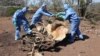 Près de 1,3 tonne d'ivoire et de cornes de rhinocéros saisies au Mozambique