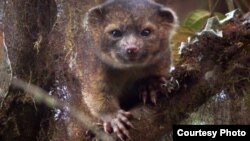 La actividad del olinguito es mayormente en los árboles y nocturna, en zonas entre 5 mil y 9 mil pies de altitud.