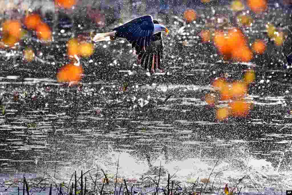 A bald eagle flying past autumn leaves startles a flock of ducks and geese floating on Adams Pond in East Derry, New Hampshire.