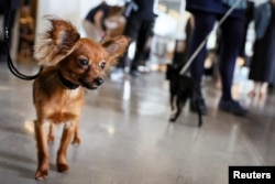 The Westminster Kennel Club Dog Show Press Preview at Hudson Yards in New York