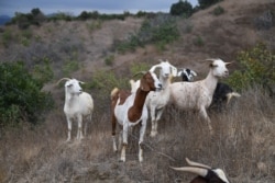 Goats graze on a hillside as part of fire prevention efforts, in South Pasadena, California, Sept. 26, 2019.