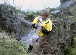 Ilmuwan Sergei Zimov mengambil sampel tanah yang diambil dari lapisan permafrost yang mencair di tebing Duvanny Yar, sekitar 120 km dari kota Chersky di timur laut Siberia. (Foto: REUTERS/Dmitry Solovyov)