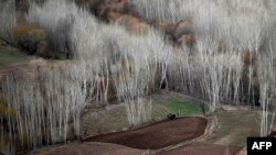 A Hazara farmer ploughs a field with oxen near the ruins of the historic city of Shahr-e Zuhak or Zuhak City, on the outskirts of Bamiyan, Afghanisan.