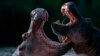 Hippos fight in the waters of Rutchuru River in Virunga National Park. (Courtesy World Wildlife Fund)