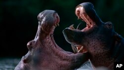 Août 2013, deux hippopotames se battent dans le fleuve Rutchuru.