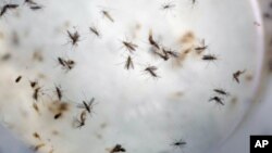 In this Feb. 11, 2016 file photo of aedes aegypti mosquitoes are seen in a mosquito cage at a laboratory in Cucuta, Colombia. (AP)