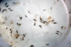 FILE - Aedes aegypti mosquitoes are seen in a mosquito cage at a laboratory in Cucuta, Colombia, Feb. 11, 2016. An experimental vaccine for the Zika virus is to begin human testing after getting light from U.S. health officials.