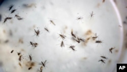 FILE - Aedes aegypti mosquitoes are seen in a mosquito cage at a laboratory in Cucuta, Colombia, Feb. 11, 2016.