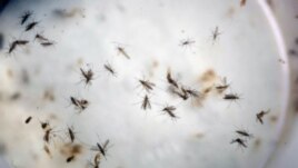 In this Feb. 11, 2016 file photo of aedes aegypti mosquitoes are seen in a mosquito cage at a laboratory in Cucuta, Colombia. (AP)